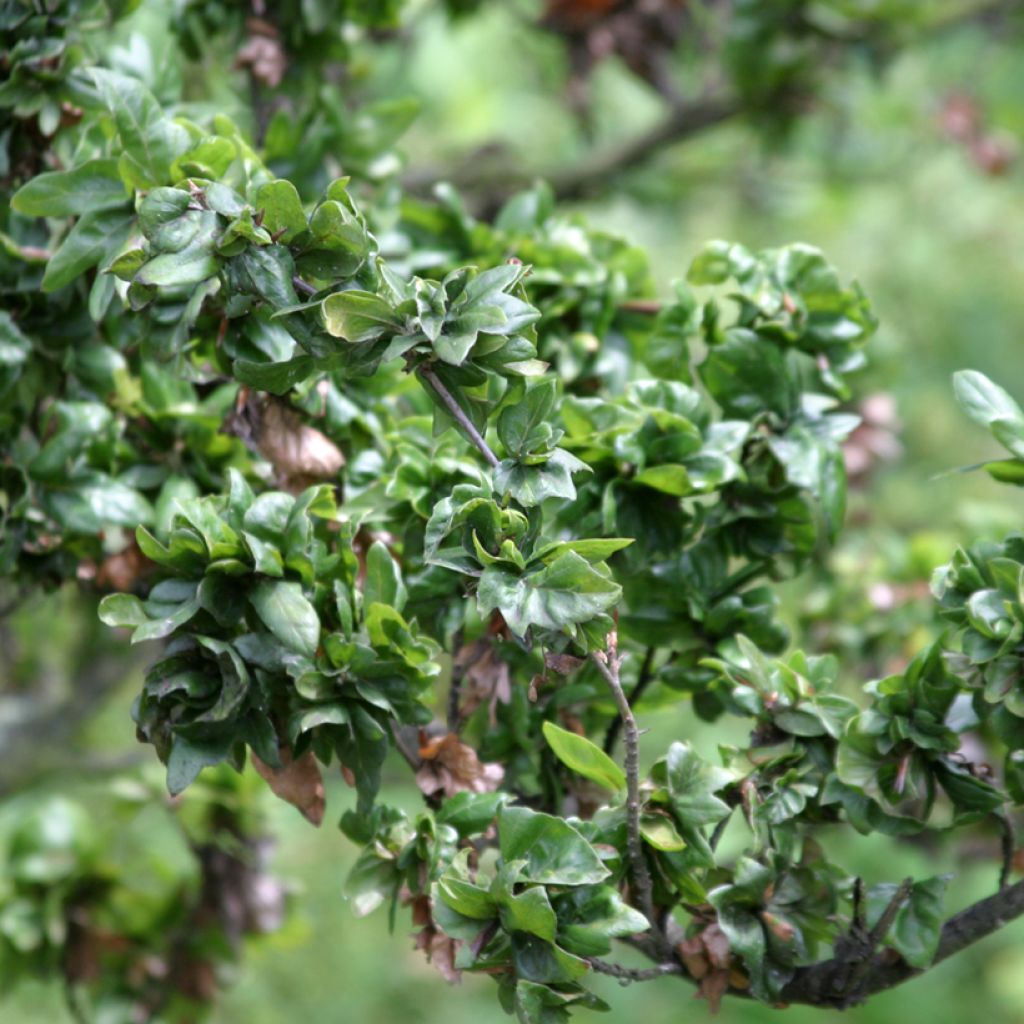 Haya común Cristata - Fagus sylvatica