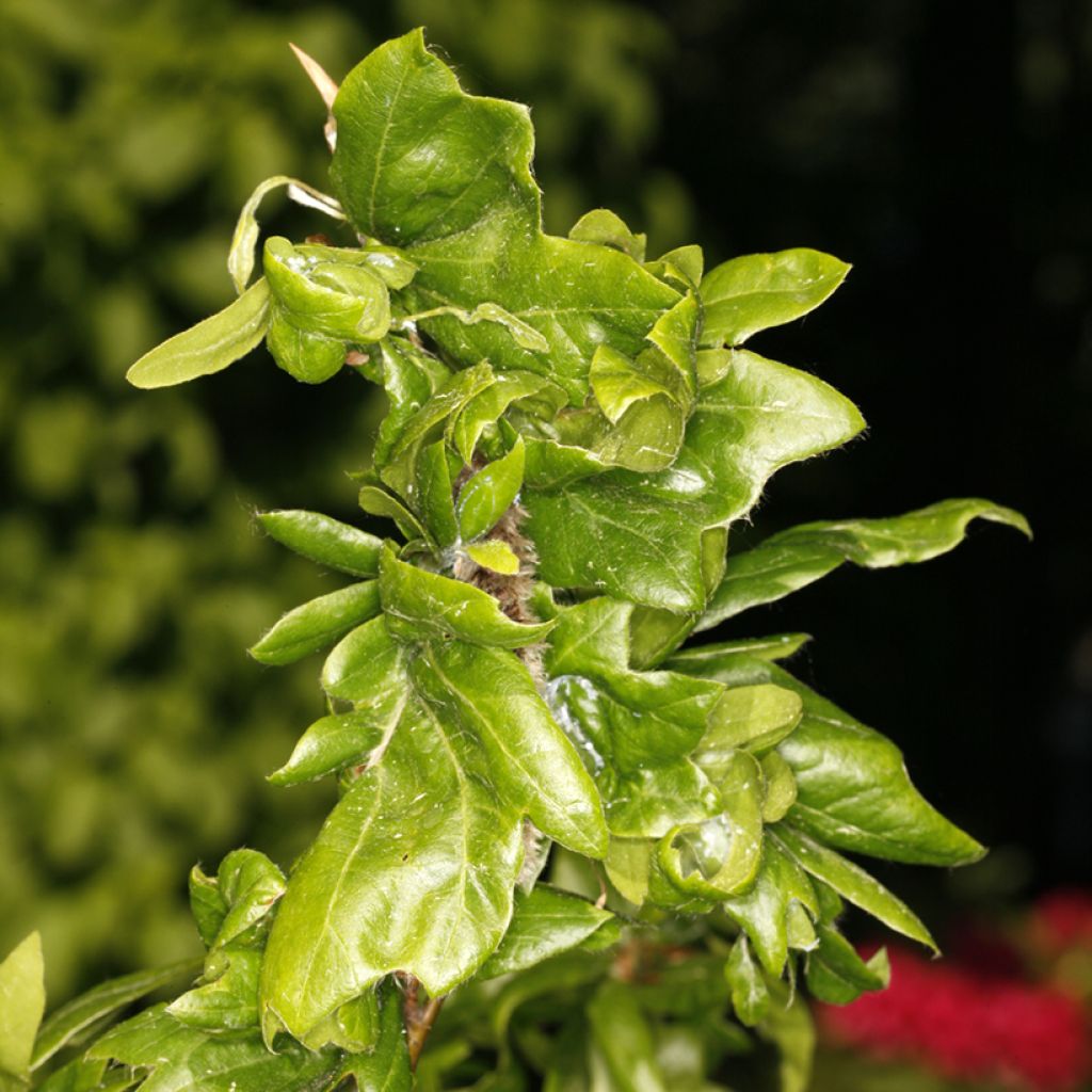 Haya común Cristata - Fagus sylvatica