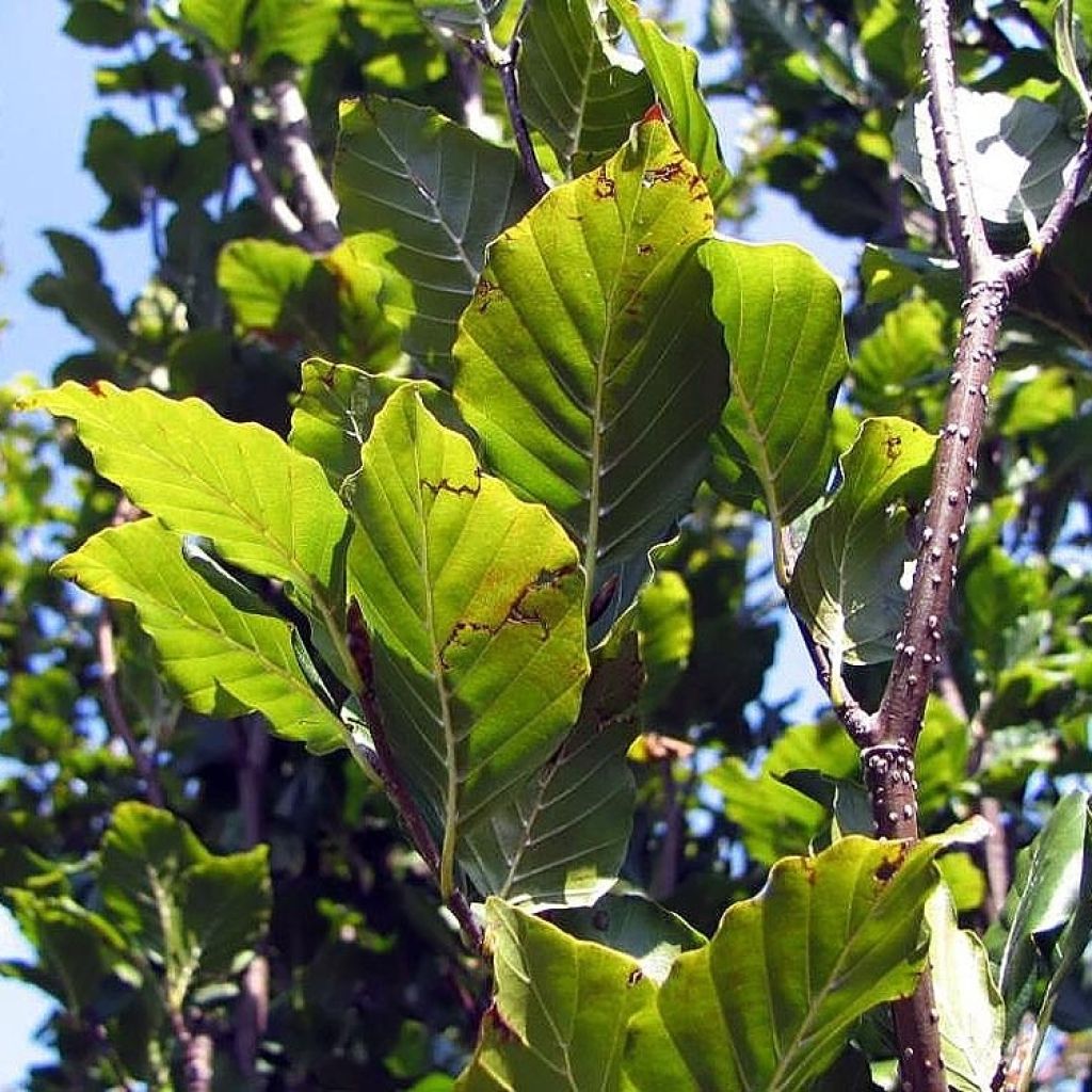 Haya común Dawyck - Fagus sylvatica