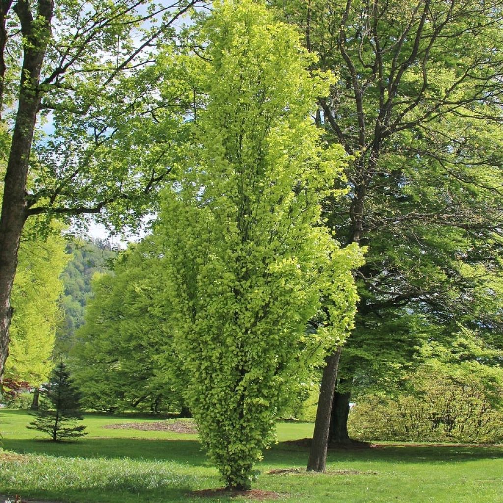 Fagus sylvatica Dawyck Gold - Hêtre fastigié doré