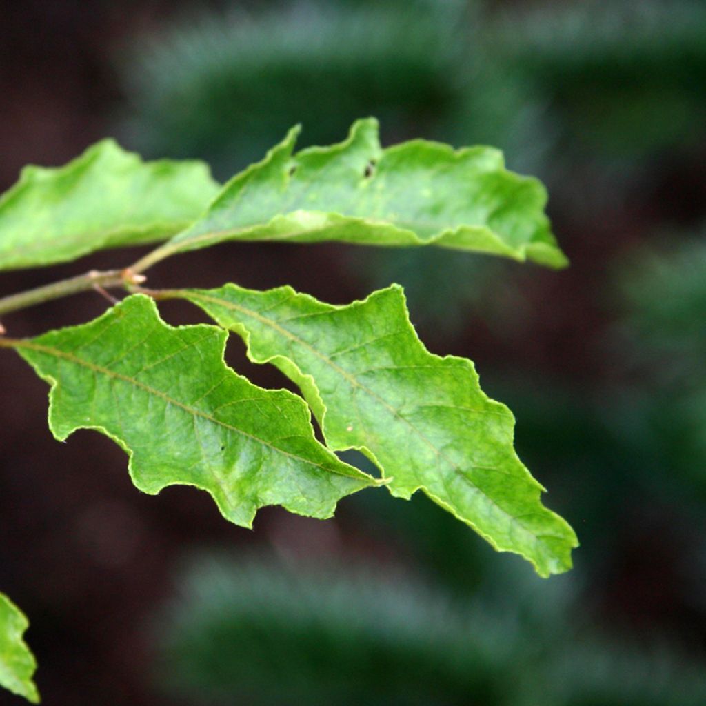 Haya común Dentata - Fagus sylvatica