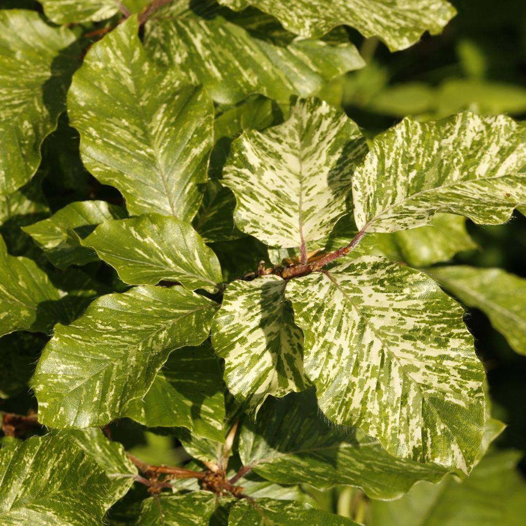 Haya común Franken - Fagus sylvatica