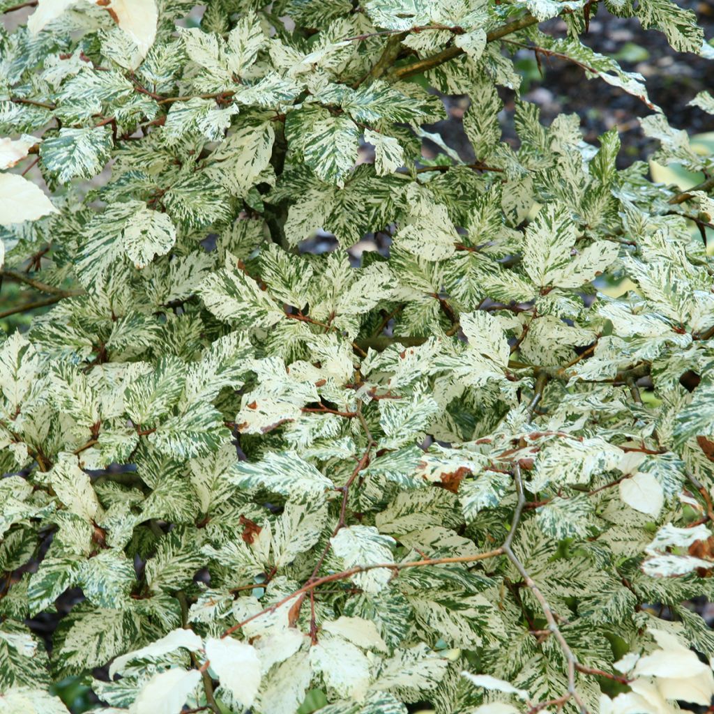 Haya común Franken - Fagus sylvatica