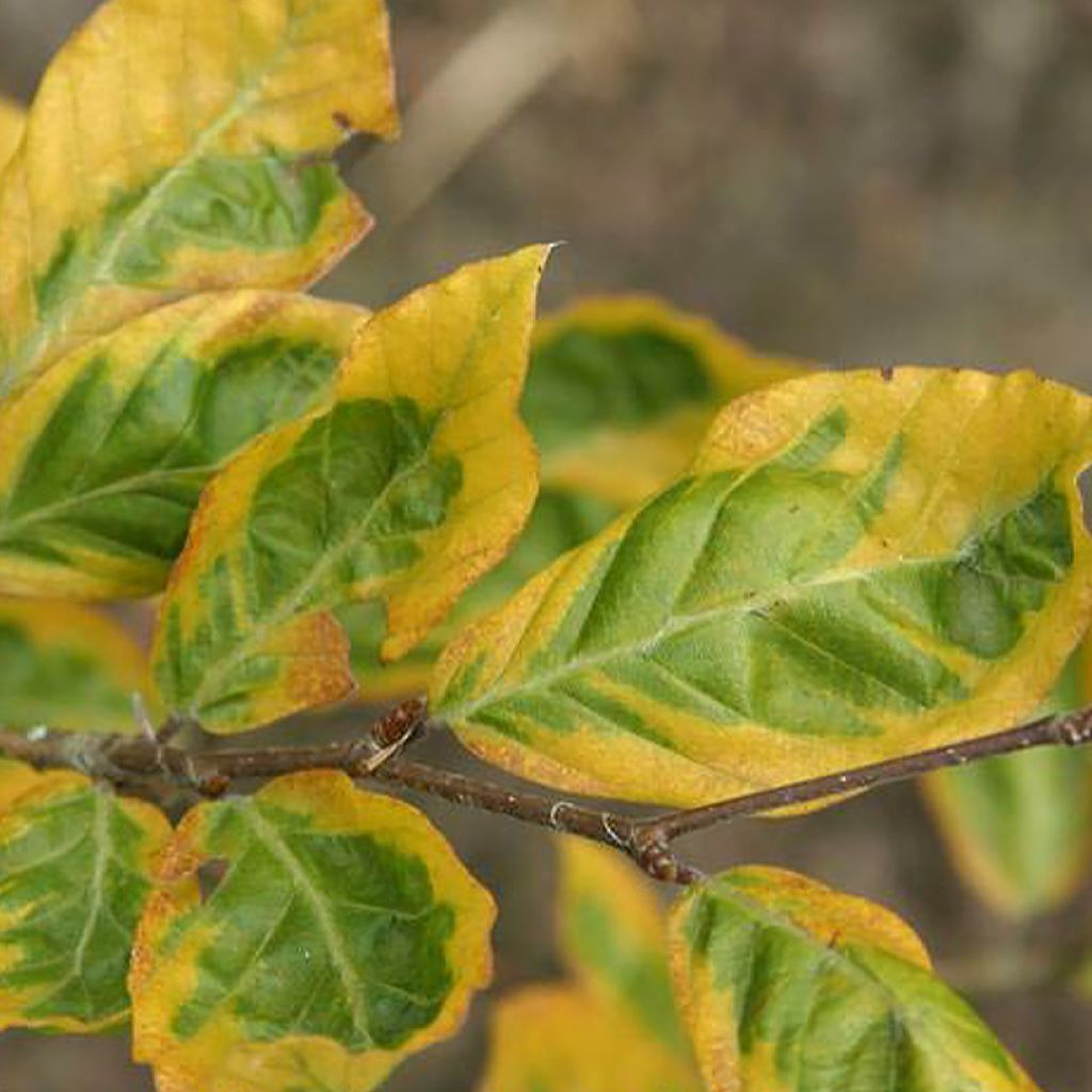 Haya común Golden Edge - Fagus sylvatica