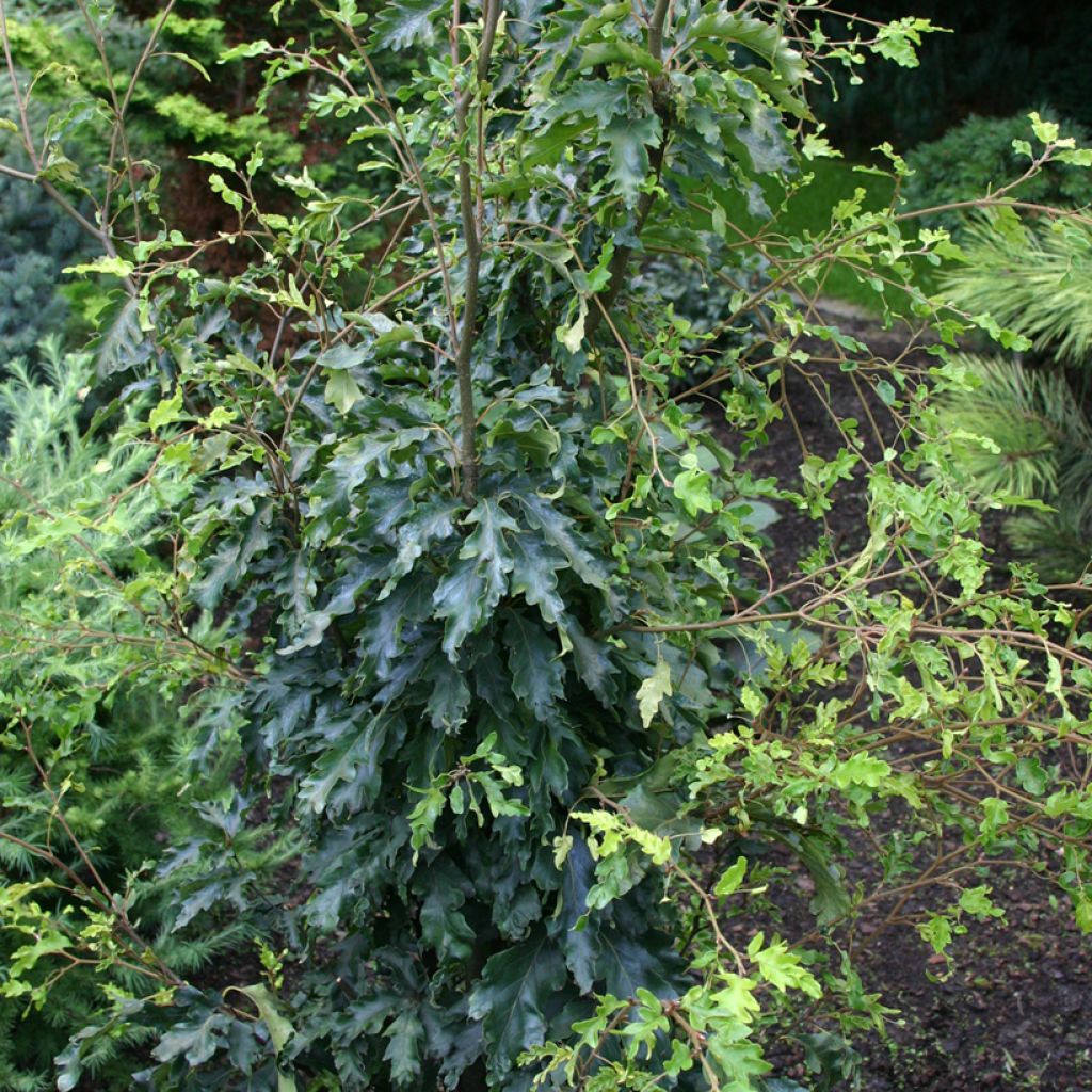 Haya común Interrupta - Fagus sylvatica