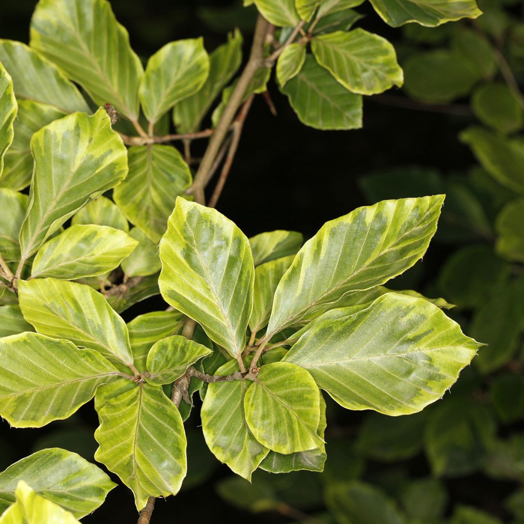 Haya común Luteovariegata - Fagus sylvatica