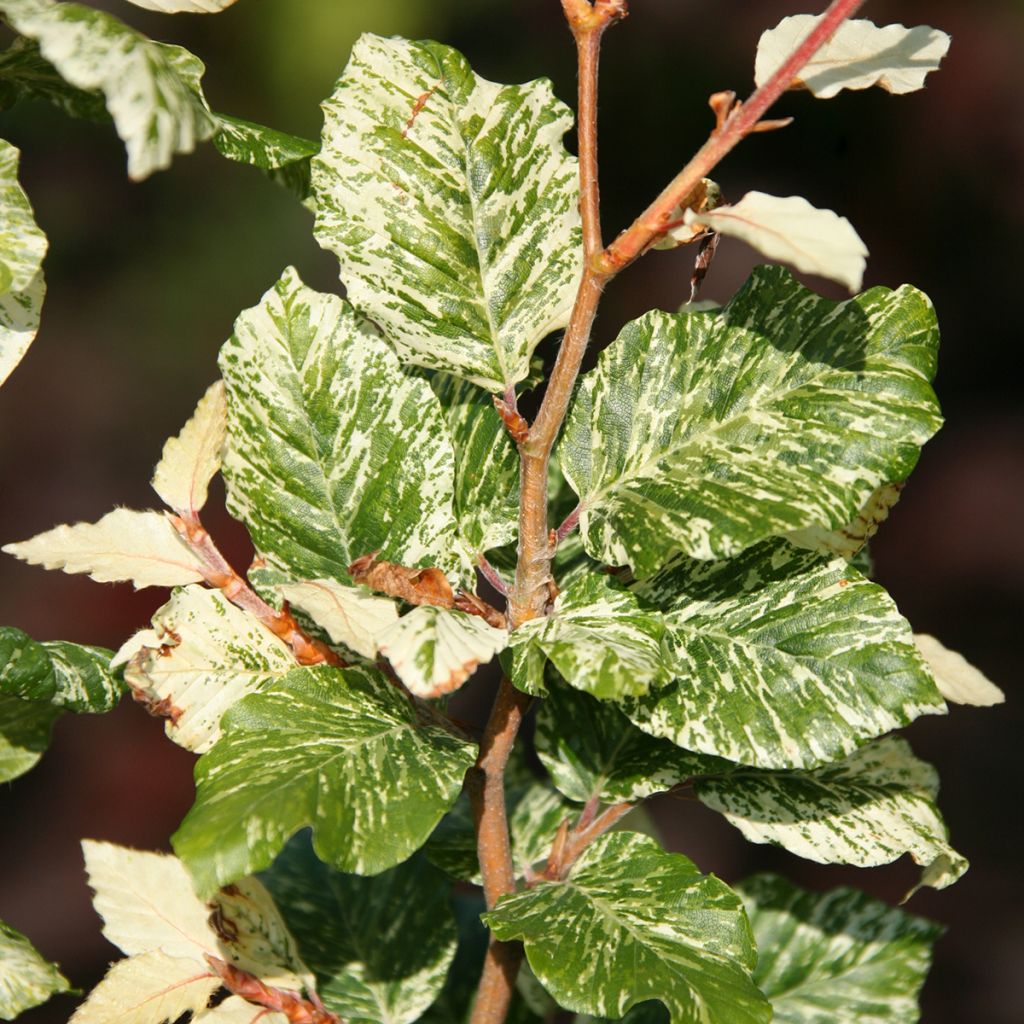 Haya común Marmor Star - Fagus sylvatica