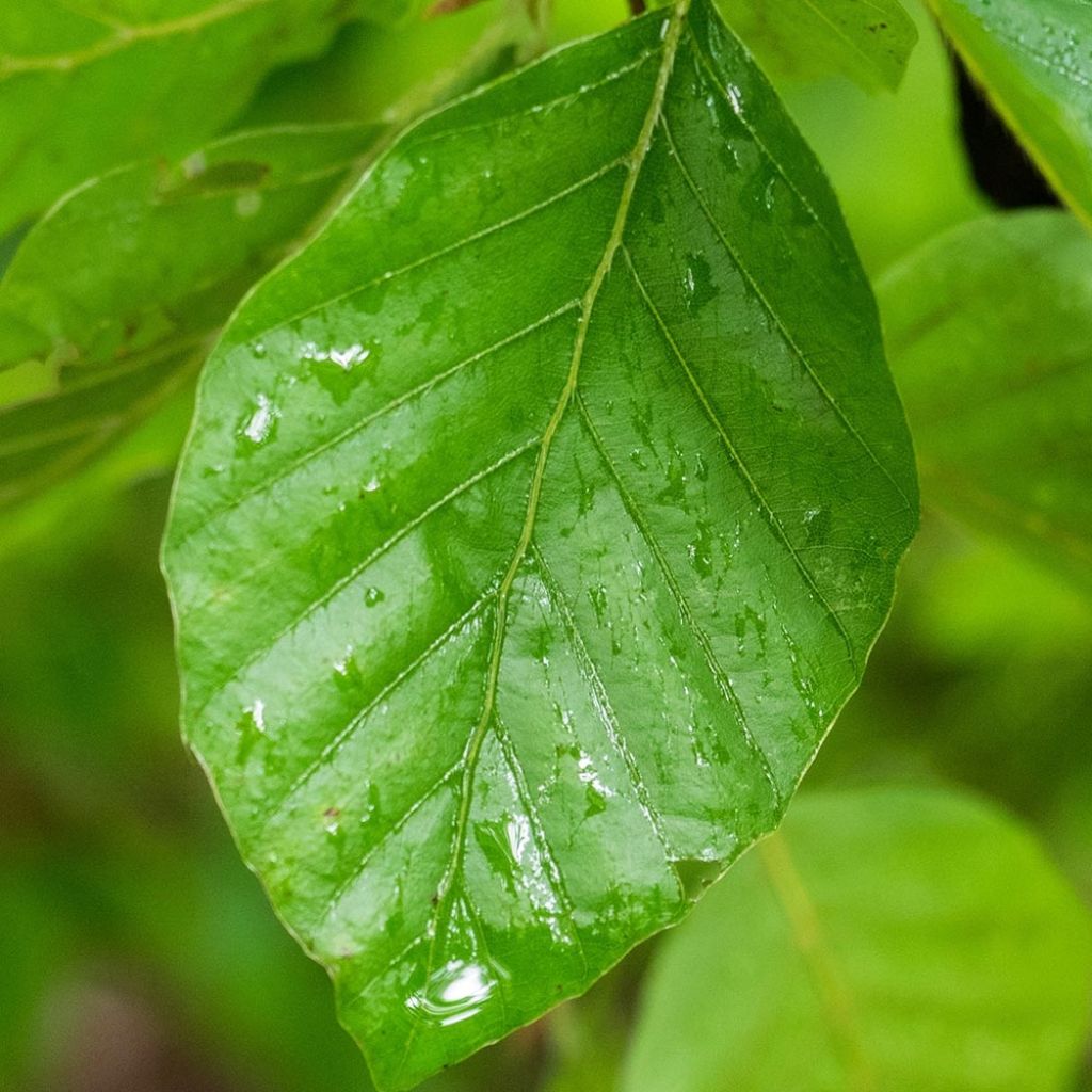 Hêtre pleureur - Fagus sylvatica Pendula