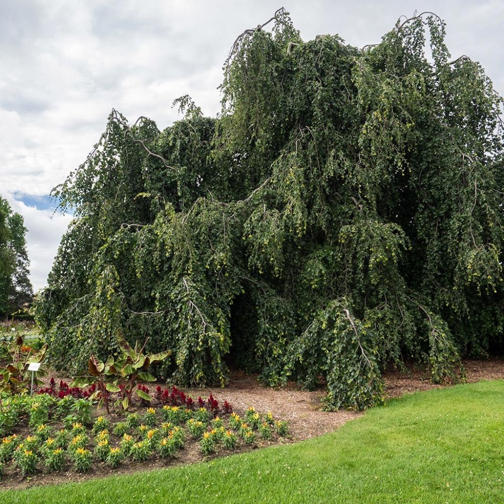 Hêtre pleureur - Fagus sylvatica Pendula