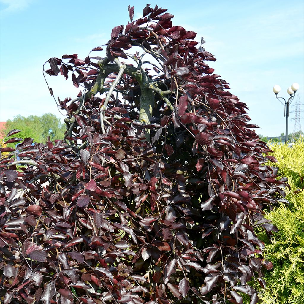 Haya común Purple Drongo Weeper - Fagus sylvatica