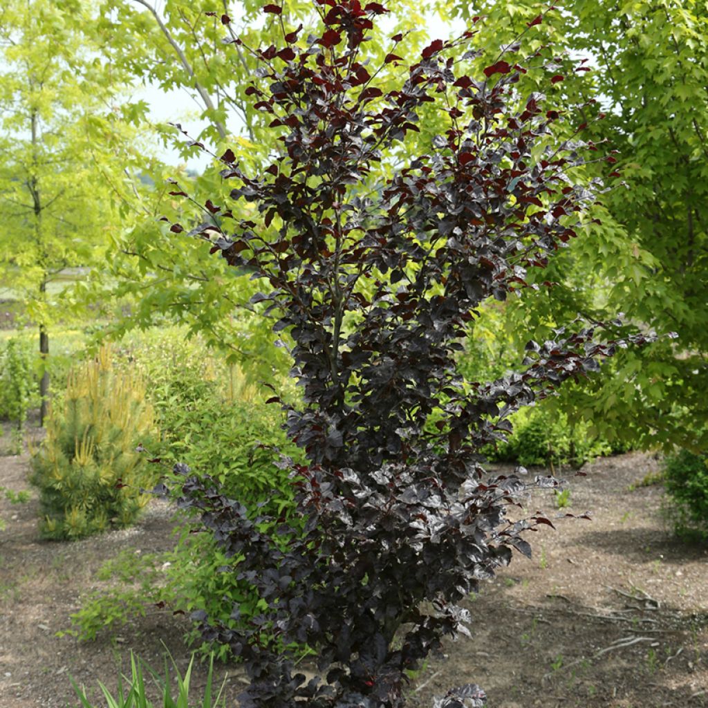 Haya común Purpurea Nana - Fagus sylvatica