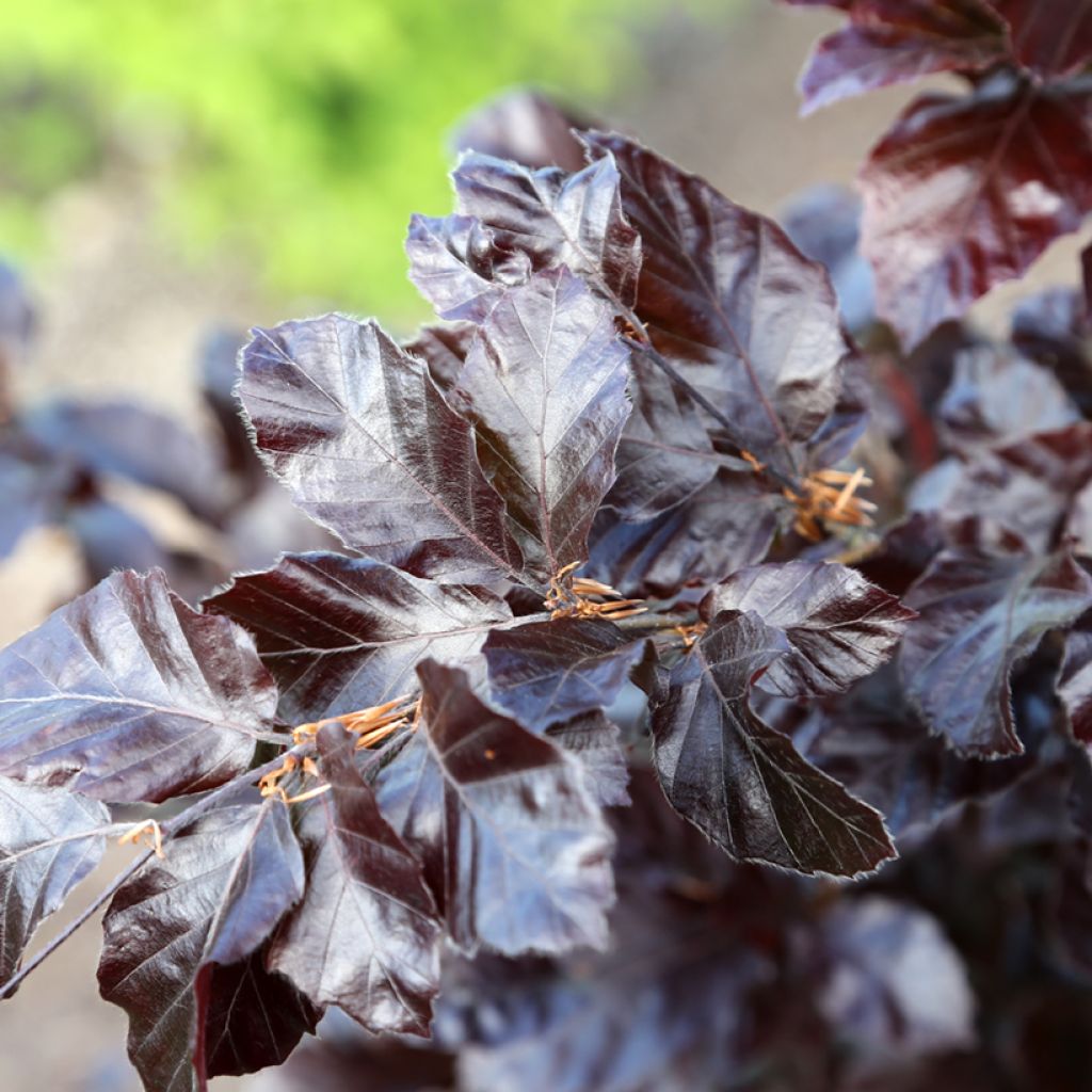 Haya común Purpurea Nana - Fagus sylvatica