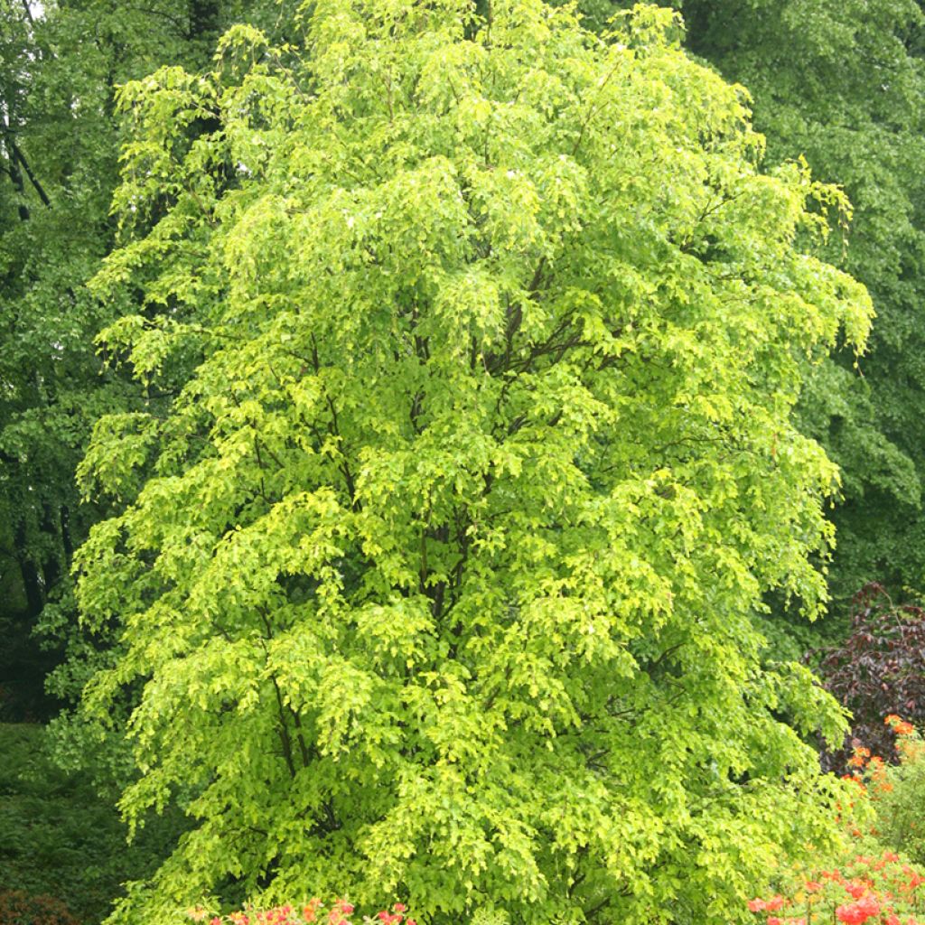 Haya común Rohan Gold - Fagus sylvatica