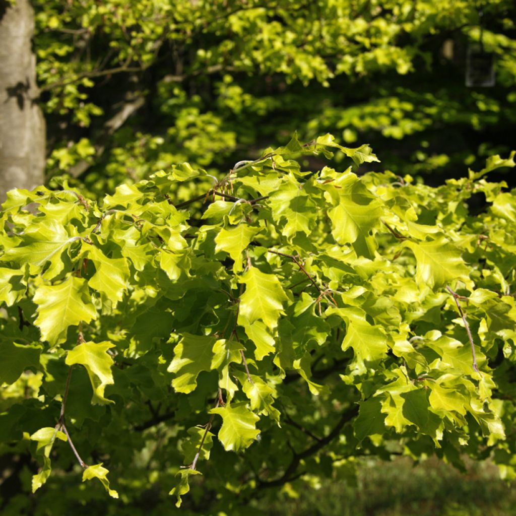 Haya común Rohan Gold - Fagus sylvatica