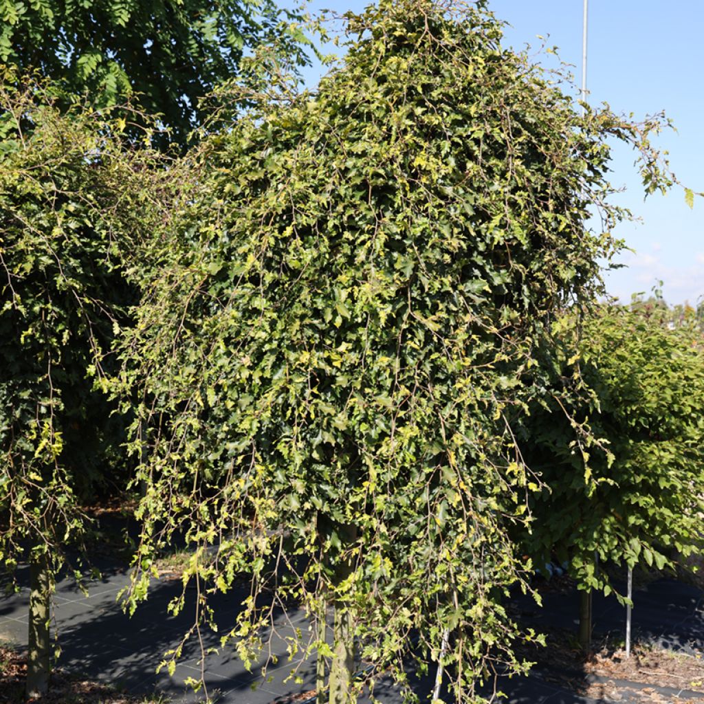 Haya común Rohan Green Weeping - Fagus sylvatica