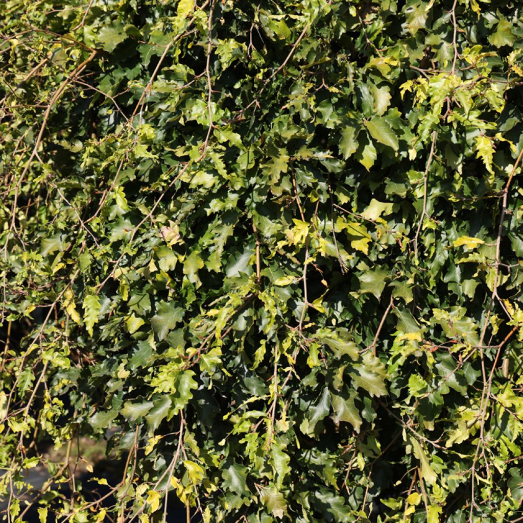 Haya común Rohan Green Weeping - Fagus sylvatica