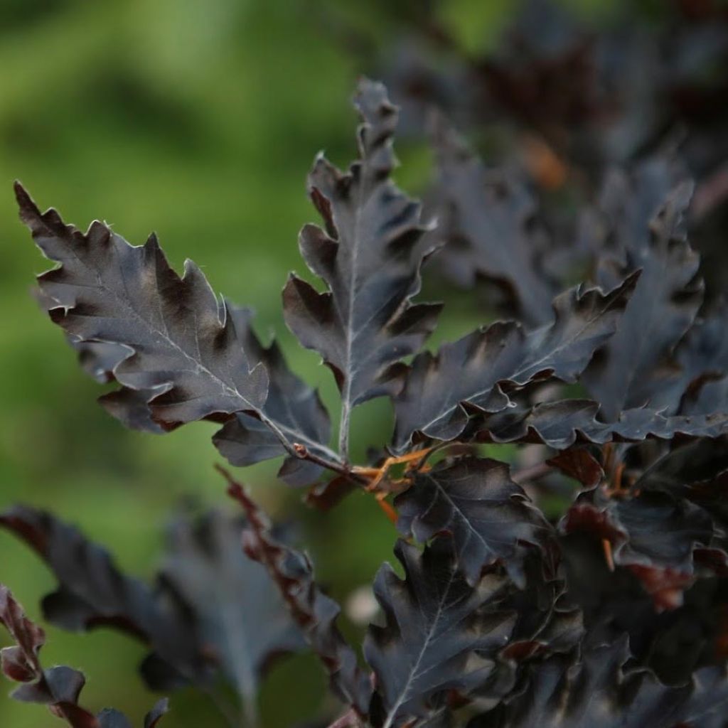 Fagus sylvatica Rohan Weeping - Hêtre pourpre pleureur