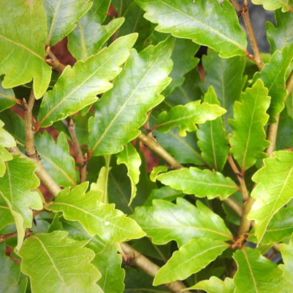 Haya común Sandrode - Fagus sylvatica