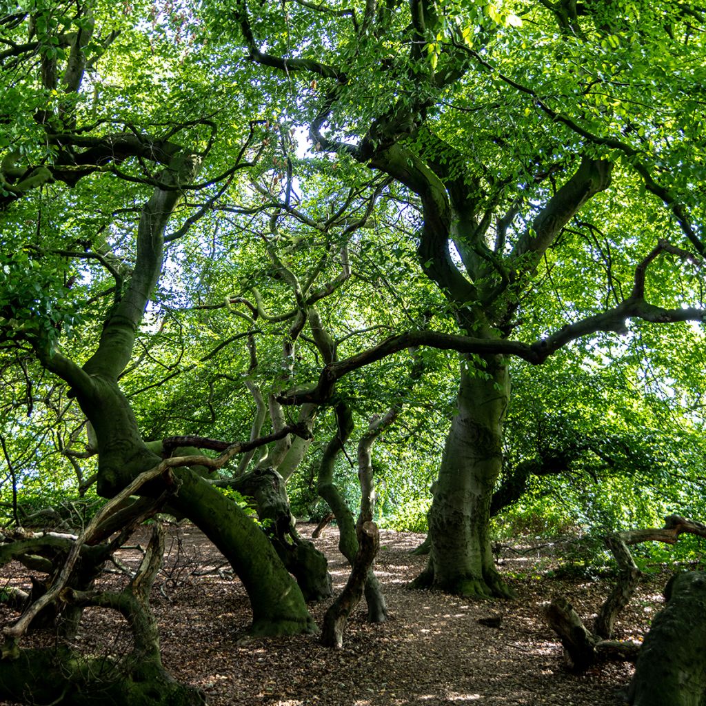 Fagus sylvatica f. suentelensis - Haya común