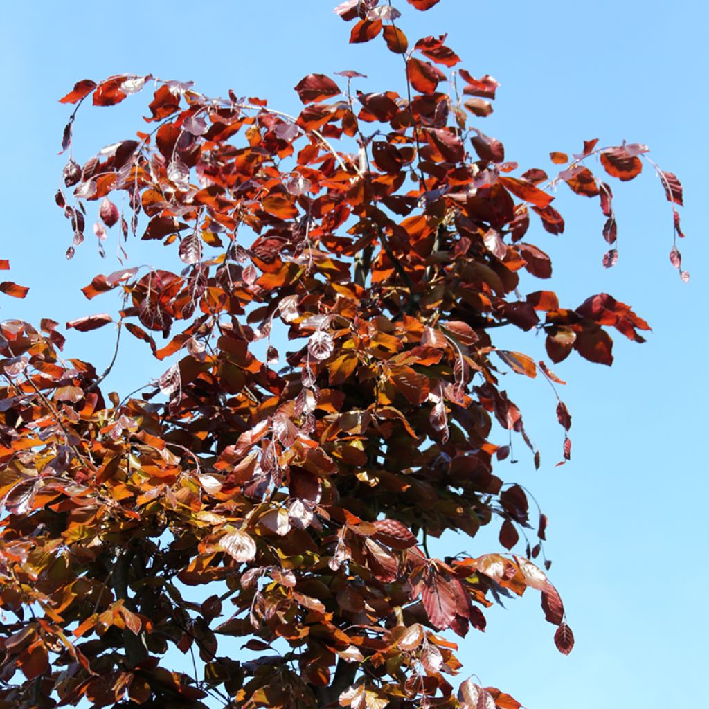 Haya común Swat Magret - Fagus sylvatica