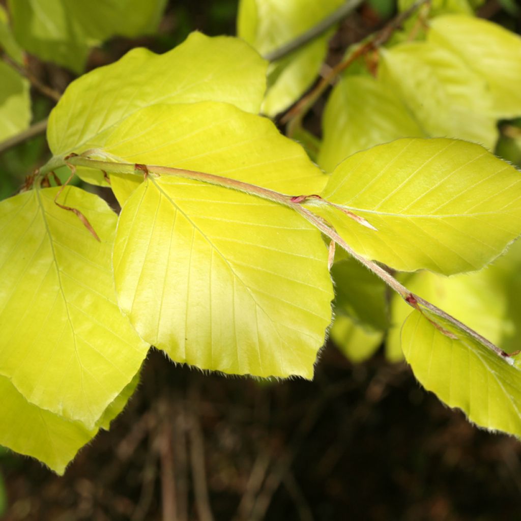 Haya común Zlatia - Fagus sylvatica