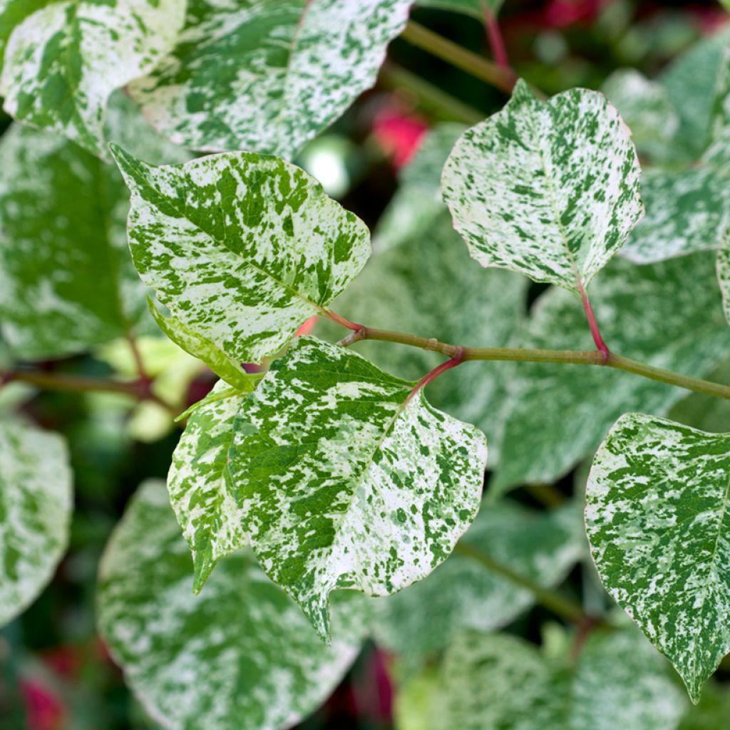 Fallopia bohemica Spectabilis - Polígono