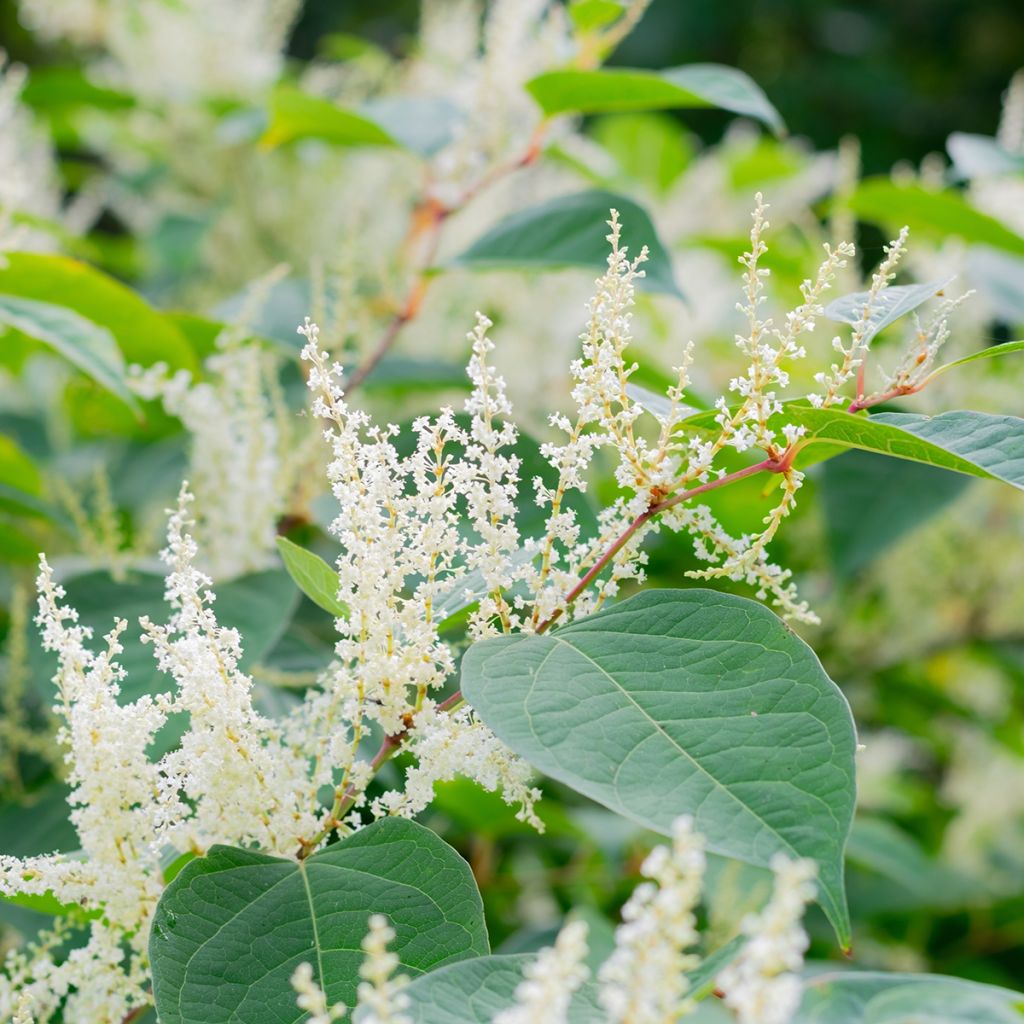 Fallopia sachalinensis - Polígono