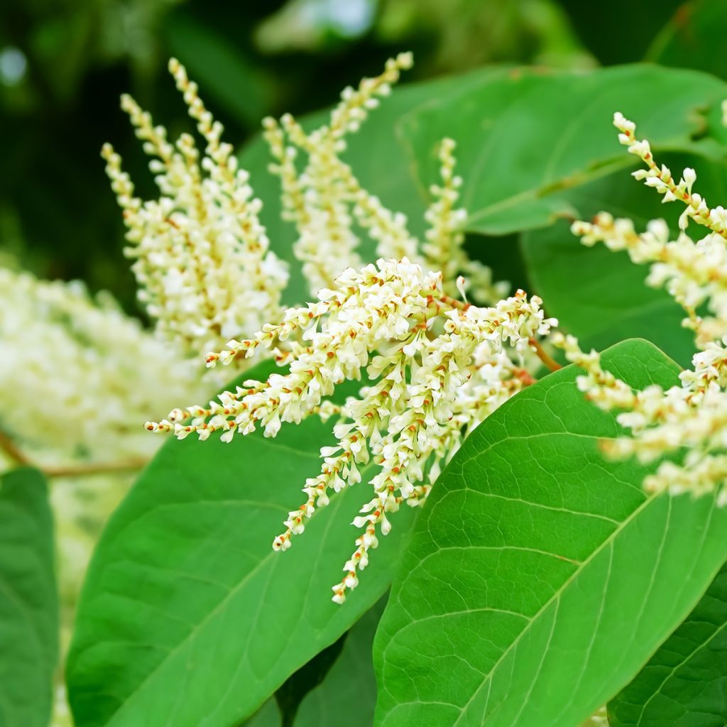 Fallopia sachalinensis - Polígono