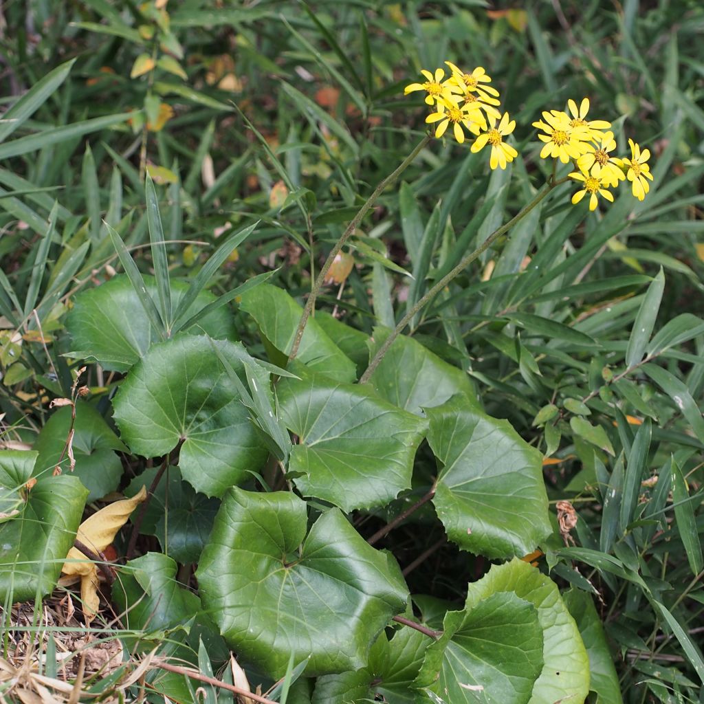 Farfugium japonicum - Boina de vasco