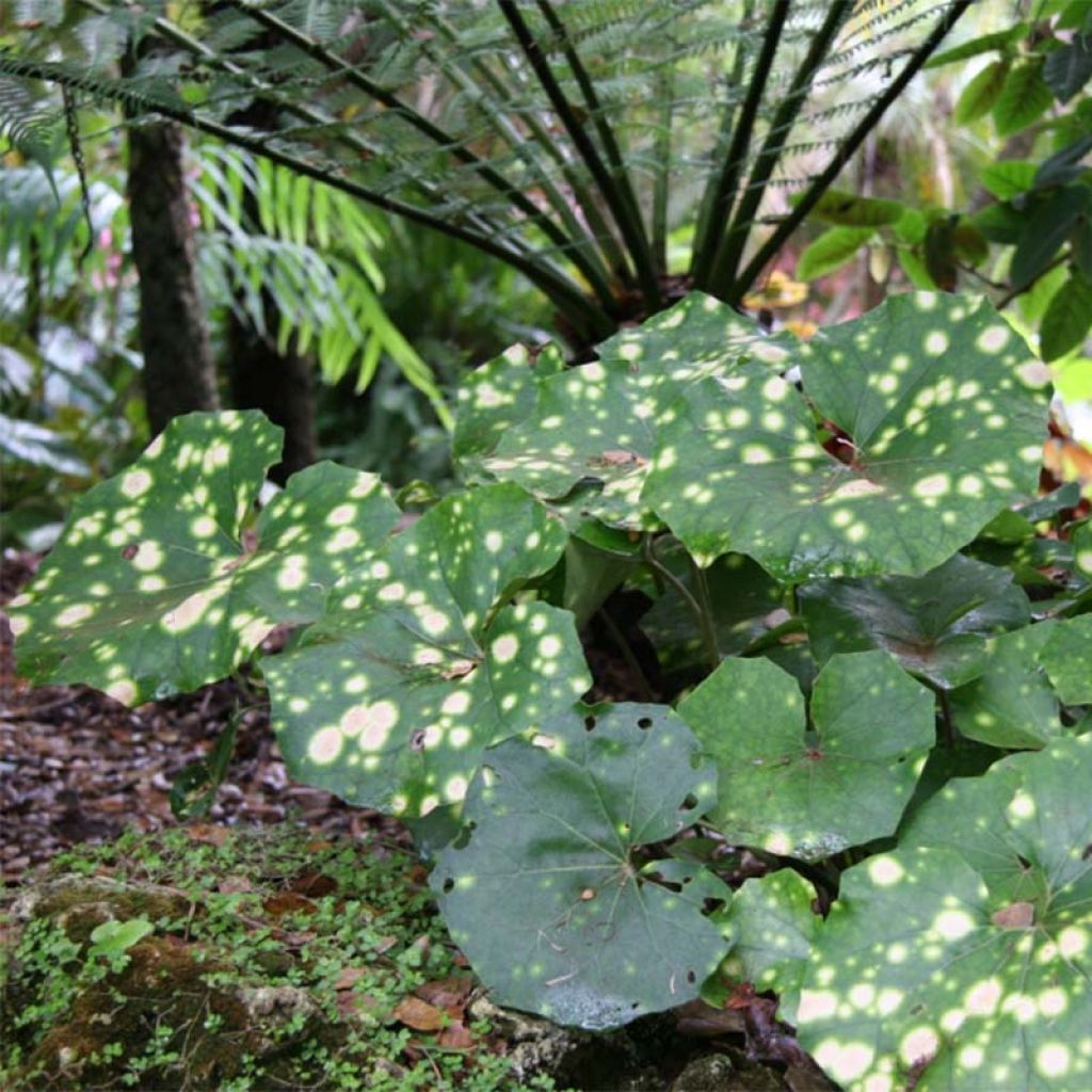 Farfugium japonicum Aureomaculatum - Plante Panthère.