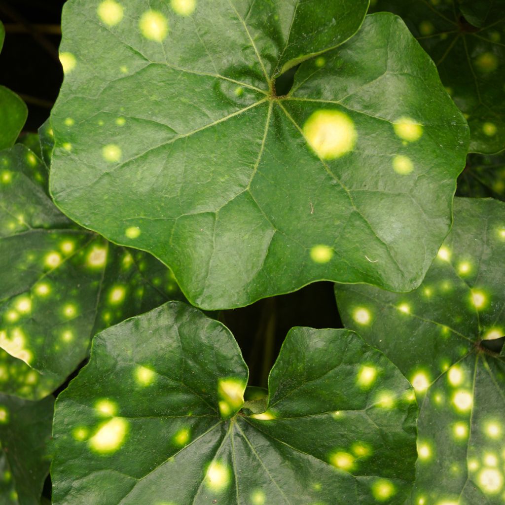 Farfugium japonicum Aureomaculatum - Boina de vasco