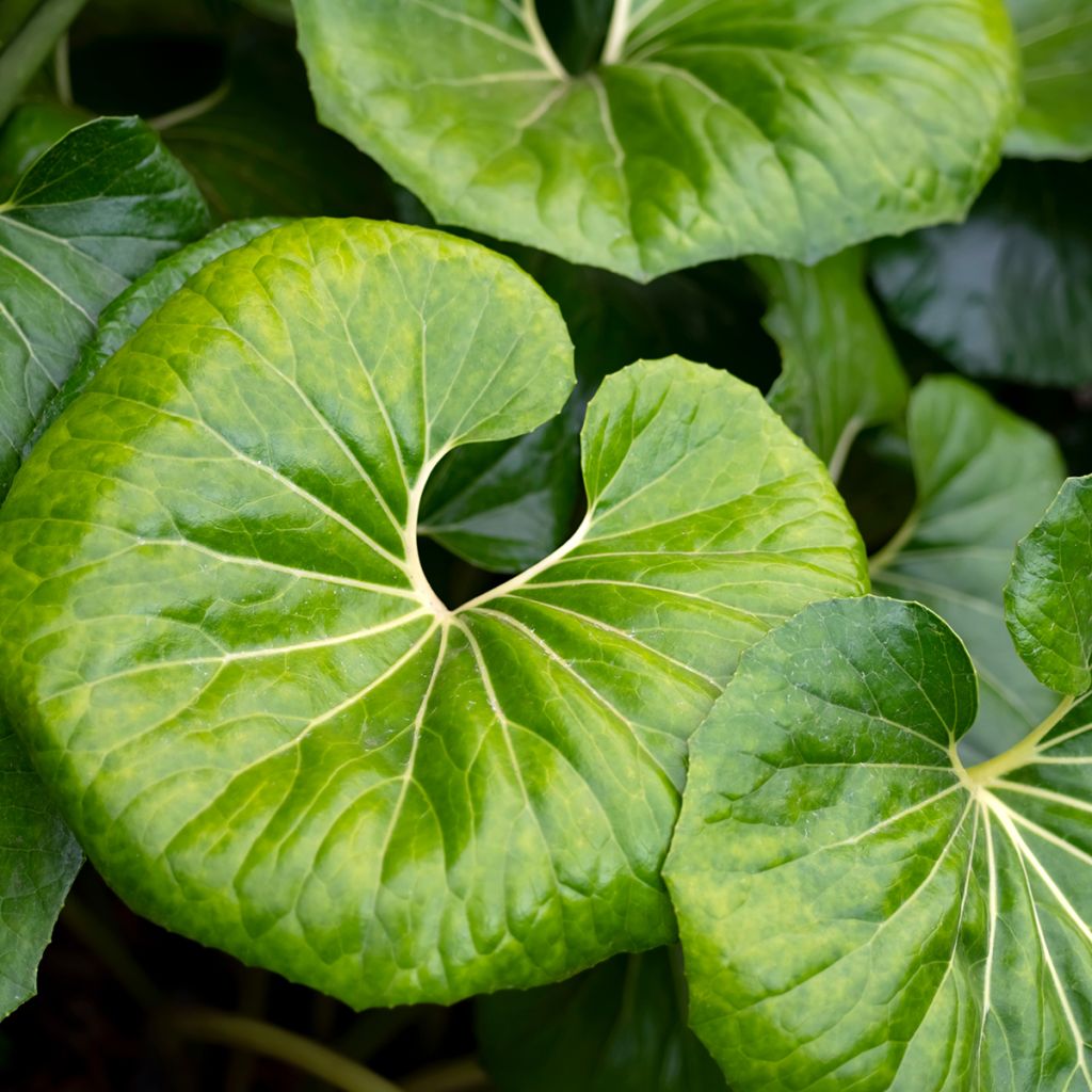 Farfugium japonicum - Boina de vasco