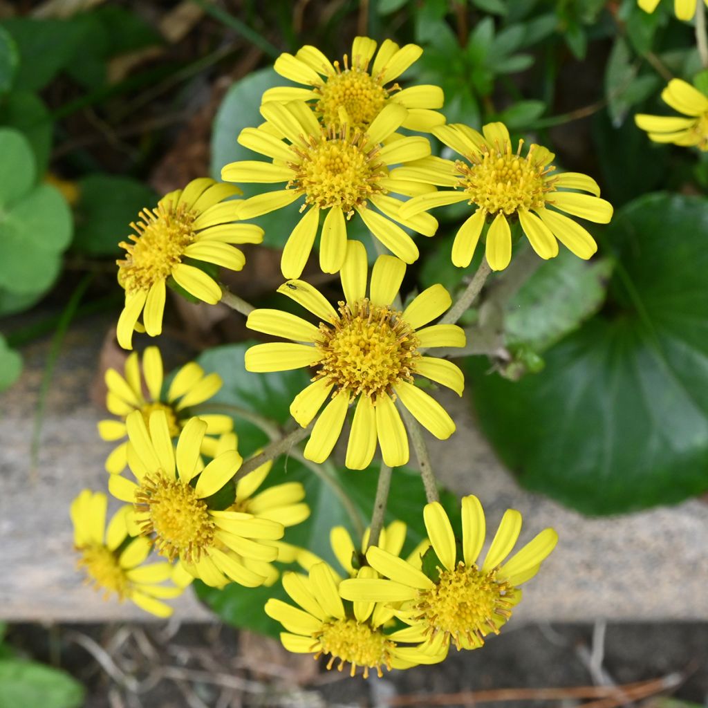 Farfugium japonicum - Boina de vasco