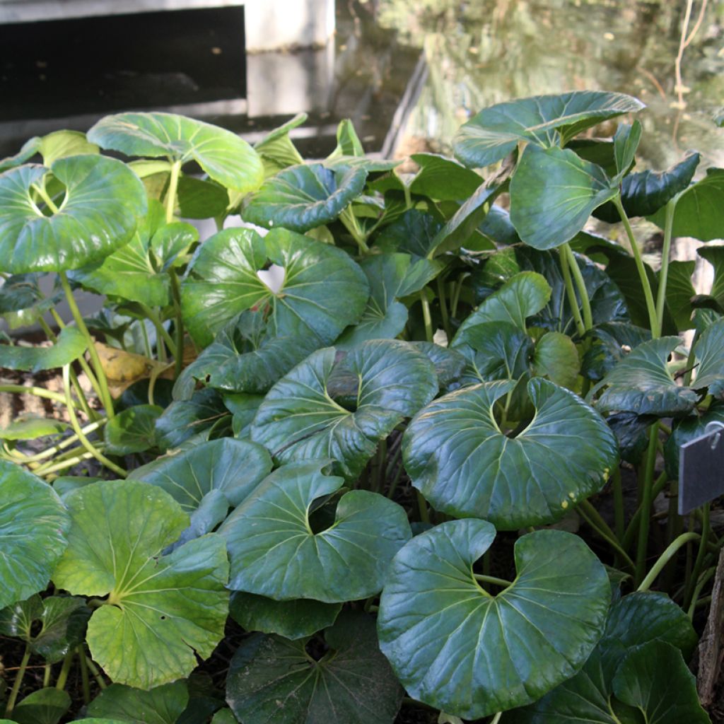 Farfugium japonicum - Boina de vasco