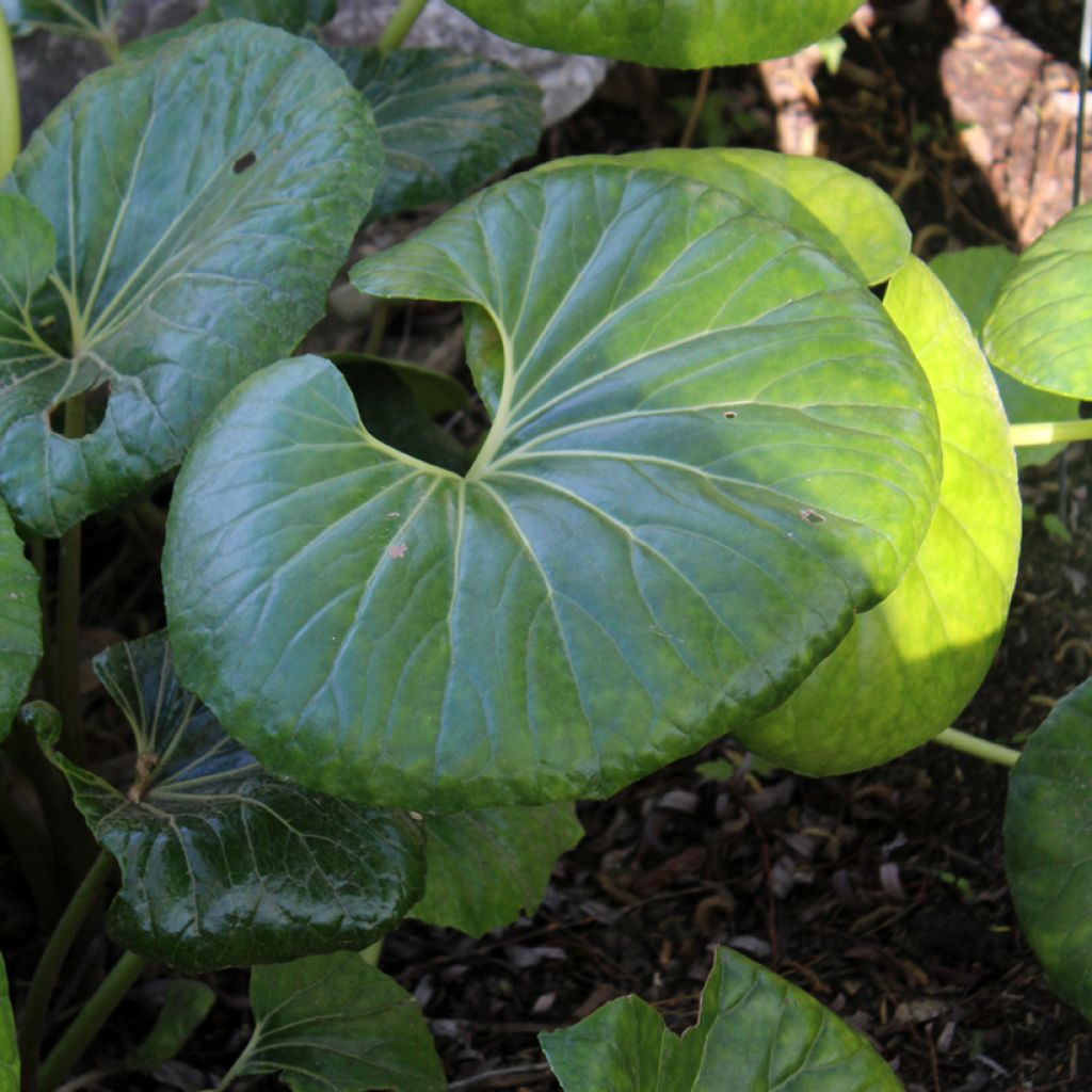 Farfugium japonicum - Boina de vasco