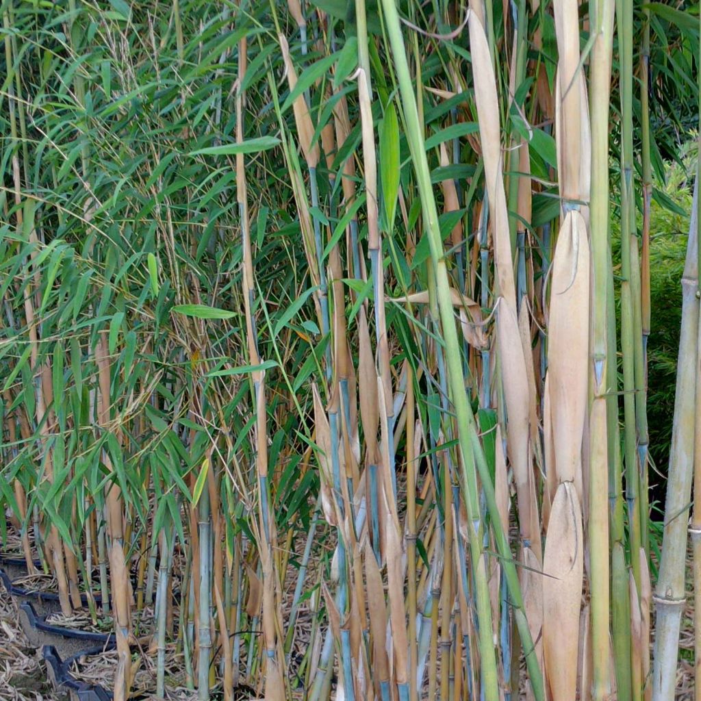 Fargesia papyrifera - Bambou bleu non traçant.