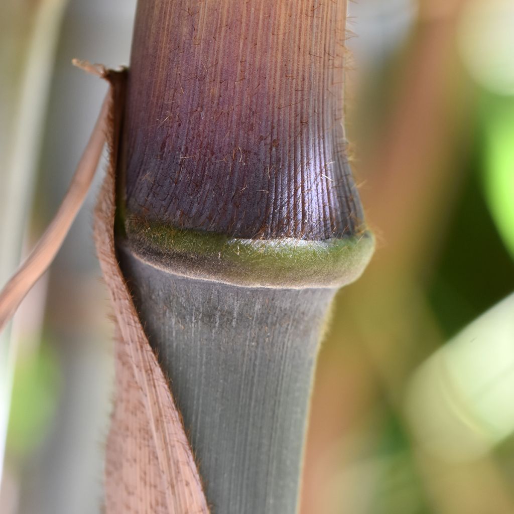 Fargesia papyrifera - Bambú no invasivo