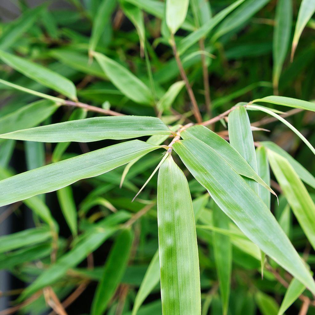 Fargesia robusta - Bambú no invasivo