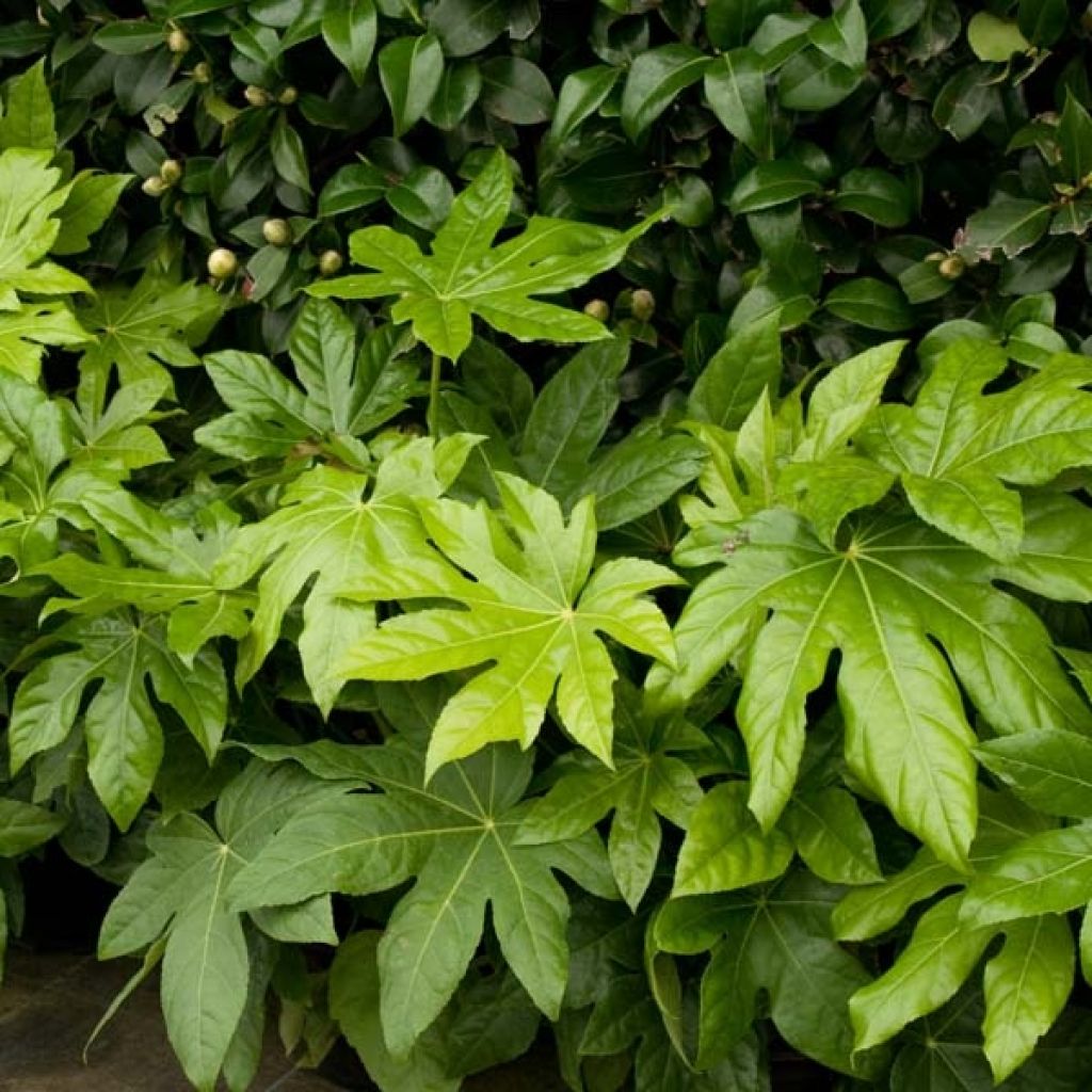 Fatsia japonica