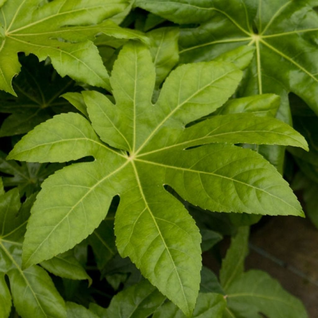 Fatsia japonica