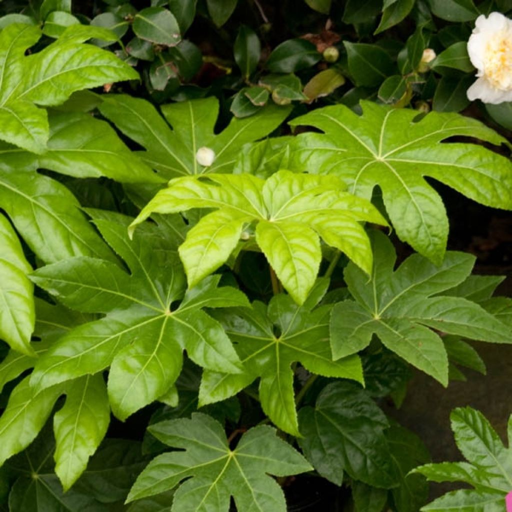 Fatsia japonica