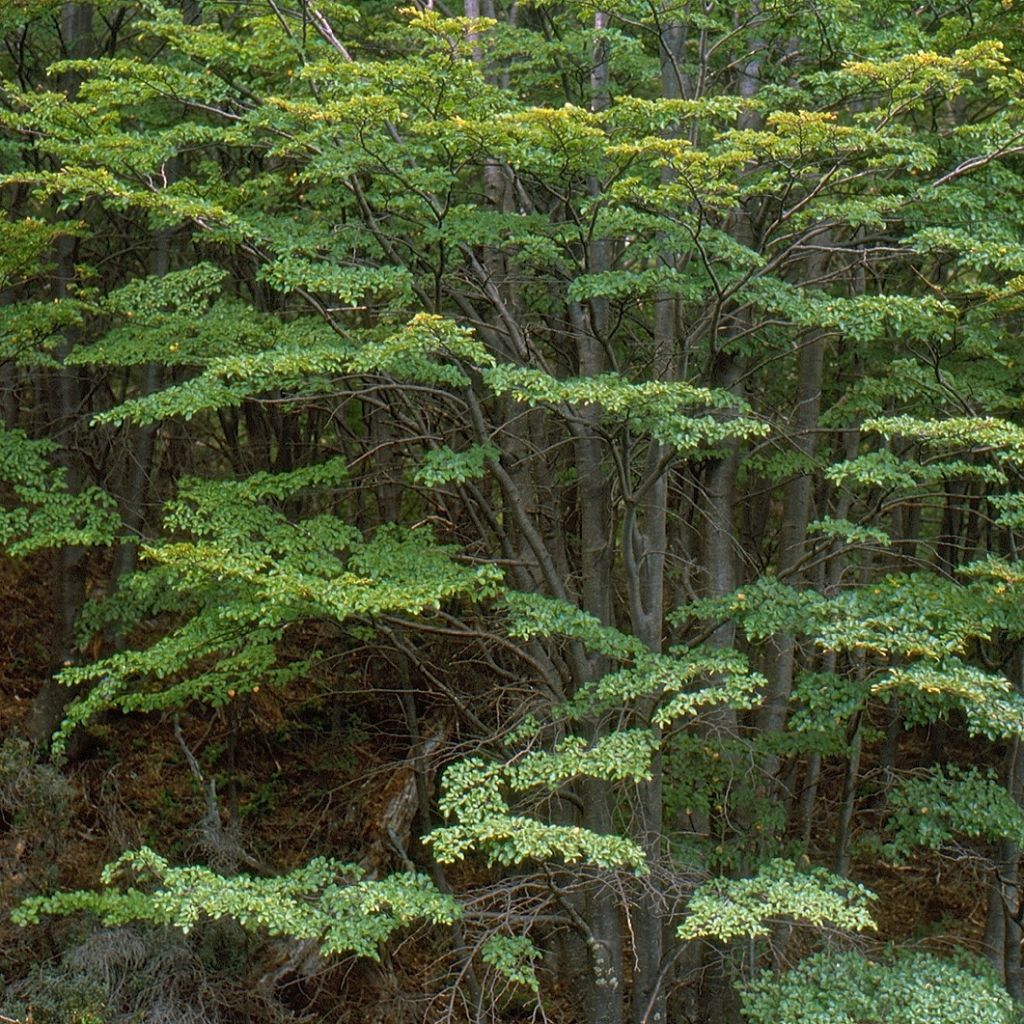 Faux Hêtre austral - Nothofagus antarctica