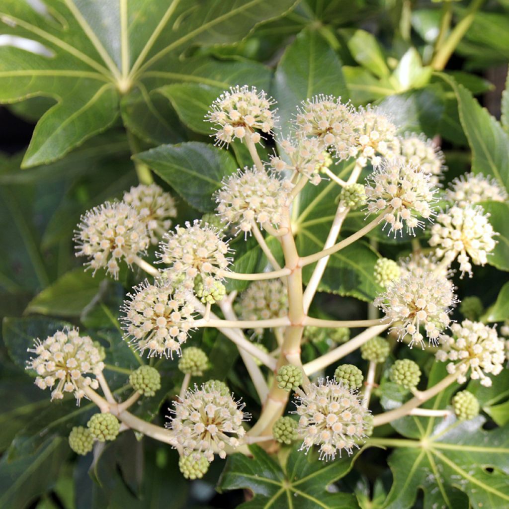 Fatsia japonica