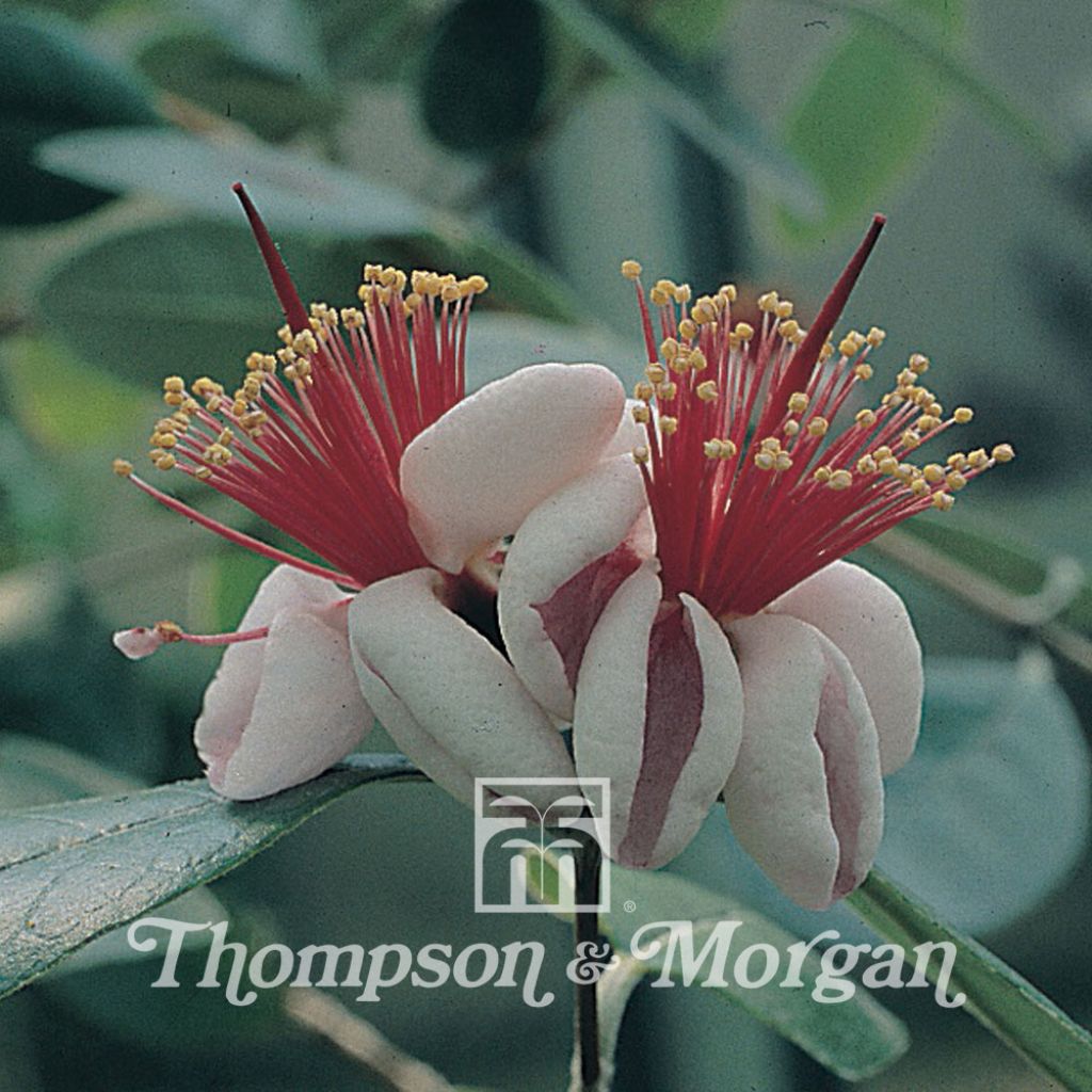 Feijoa Sellowiana