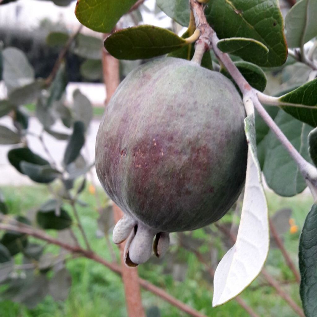 Feijoa Apollo - Feijoa sellowiana