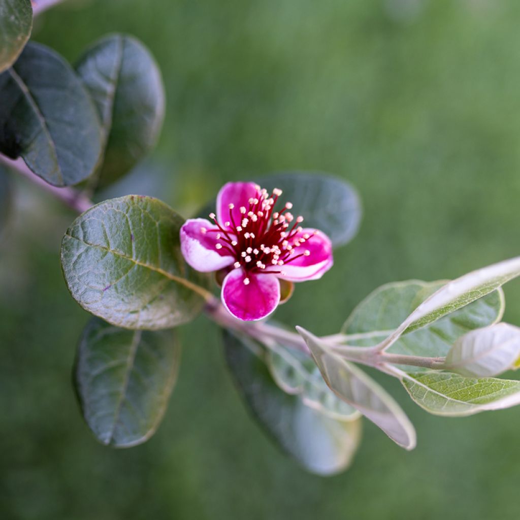 Feijoa Apollo - Feijoa sellowiana