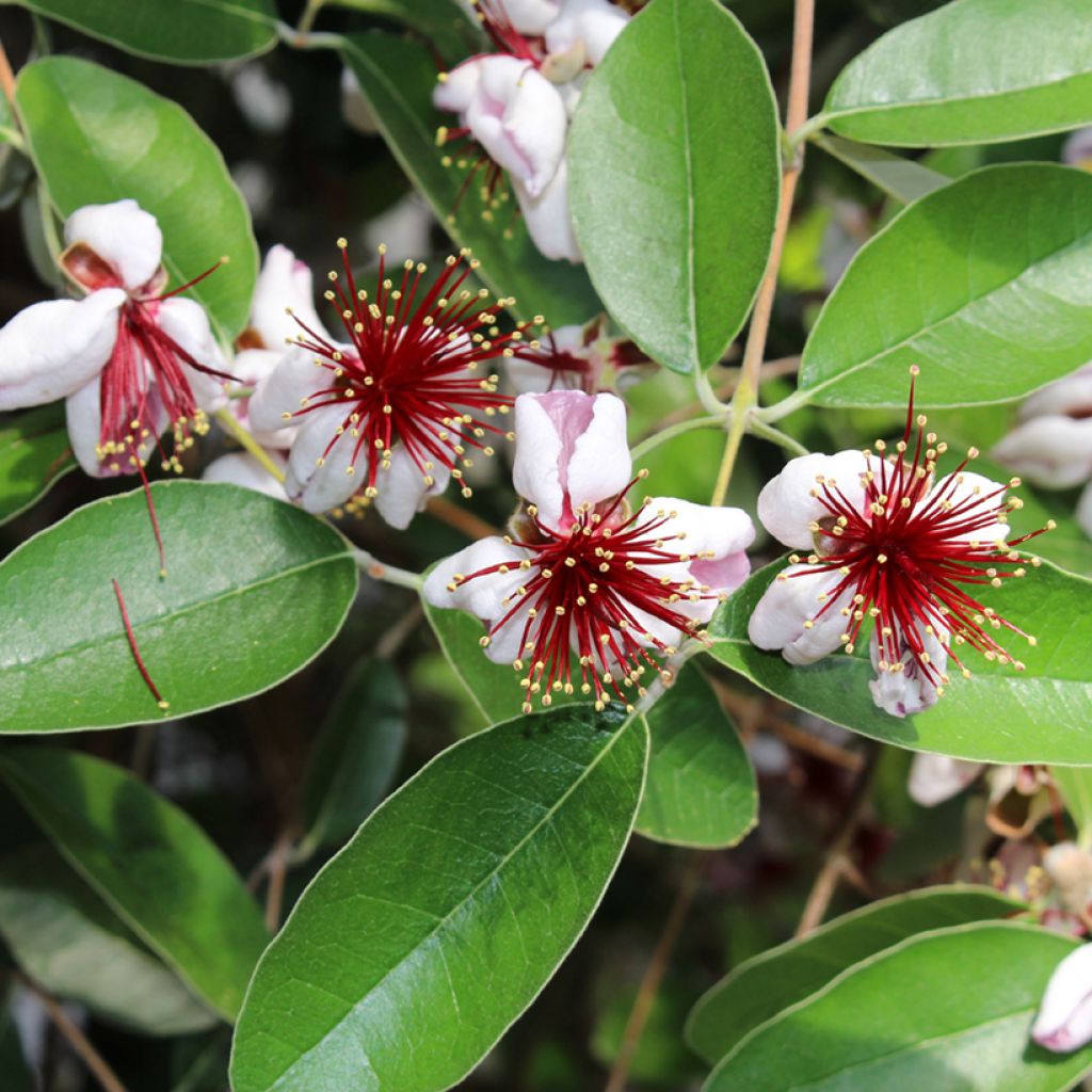 Feijoa ou Acca sellowiana Mammouth - Goyavier du Brésil