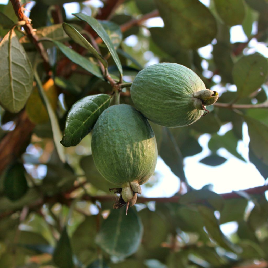 Feijoa Triumph - Feijoa sellowiana