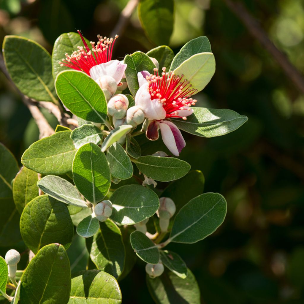 Feijoa Triumph - Feijoa sellowiana