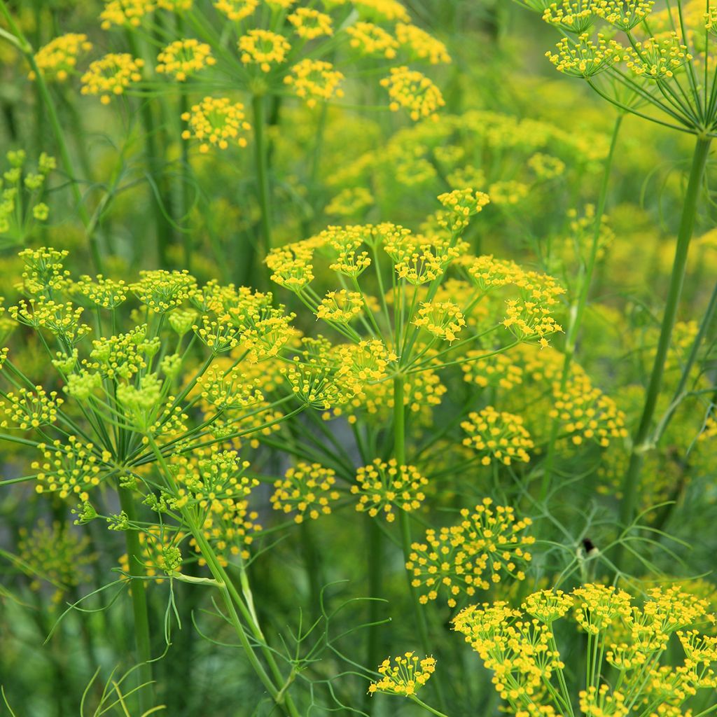 Hinojo - Foeniculum vulgare